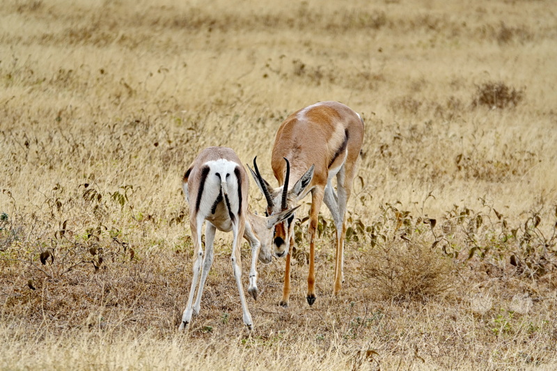 Tansania - Serengeti