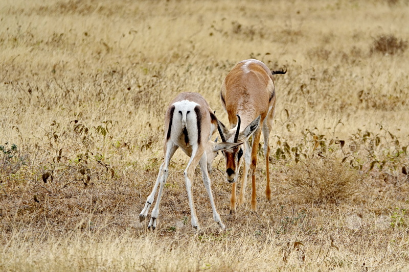 Tansania - Serengeti