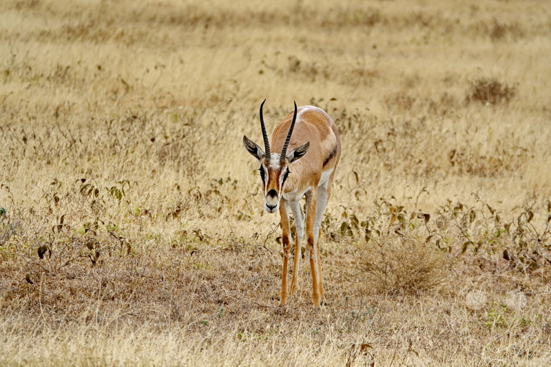 Tansania - Serengeti