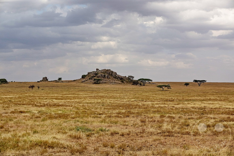 Tansania - Serengeti