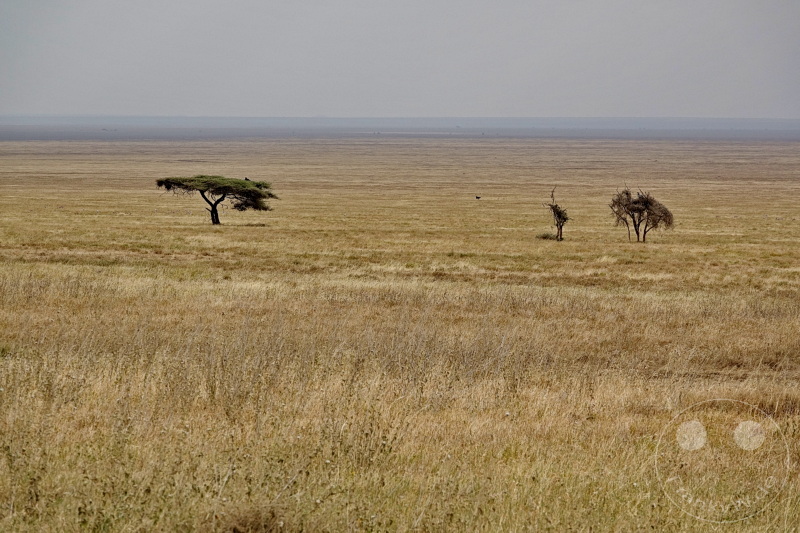 Tansania - Serengeti