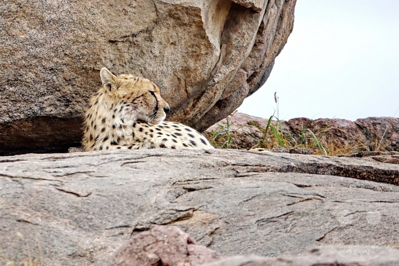 Tansania - Serengeti