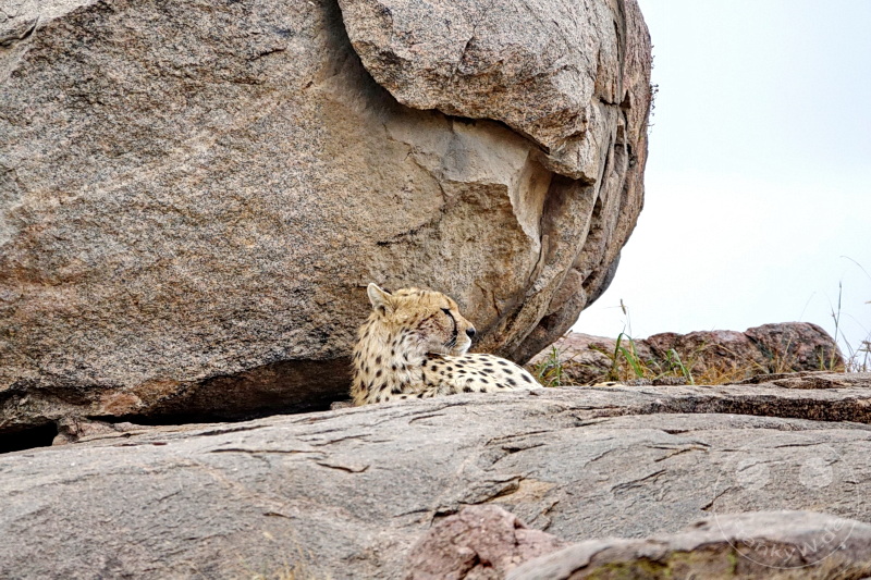 Tansania - Serengeti