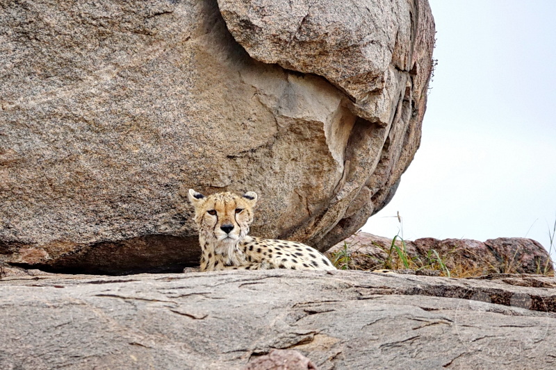 Tansania - Serengeti