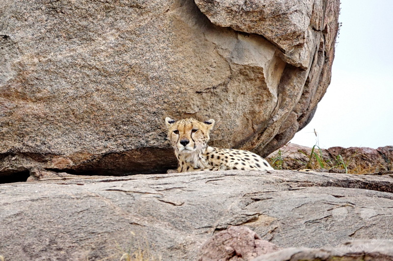 Tansania - Serengeti