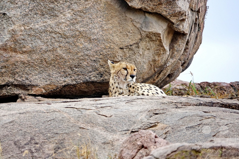 Tansania - Serengeti