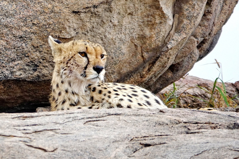 Tansania - Serengeti