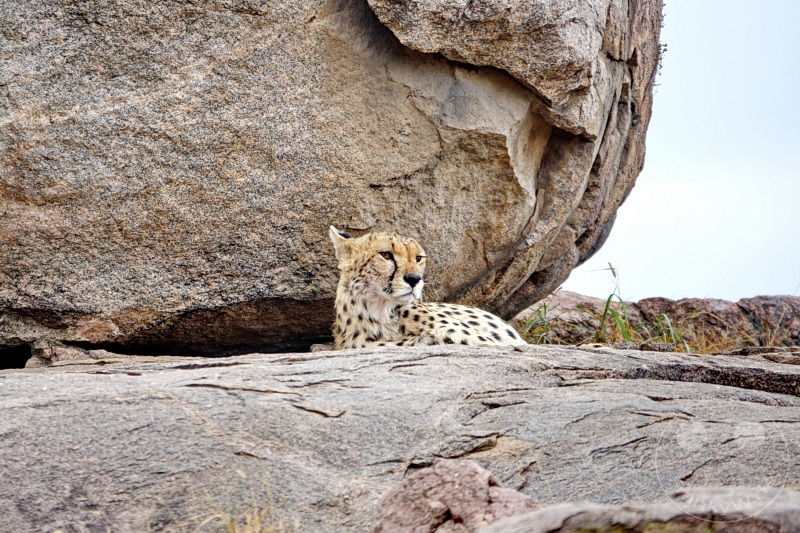 Tansania - Serengeti