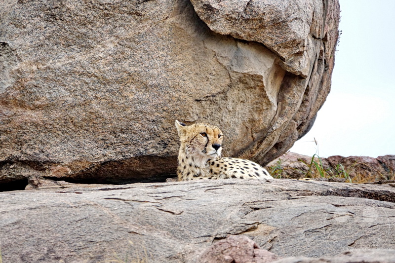 Tansania - Serengeti