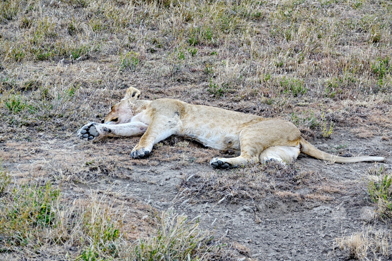 Tansania - Serengeti
