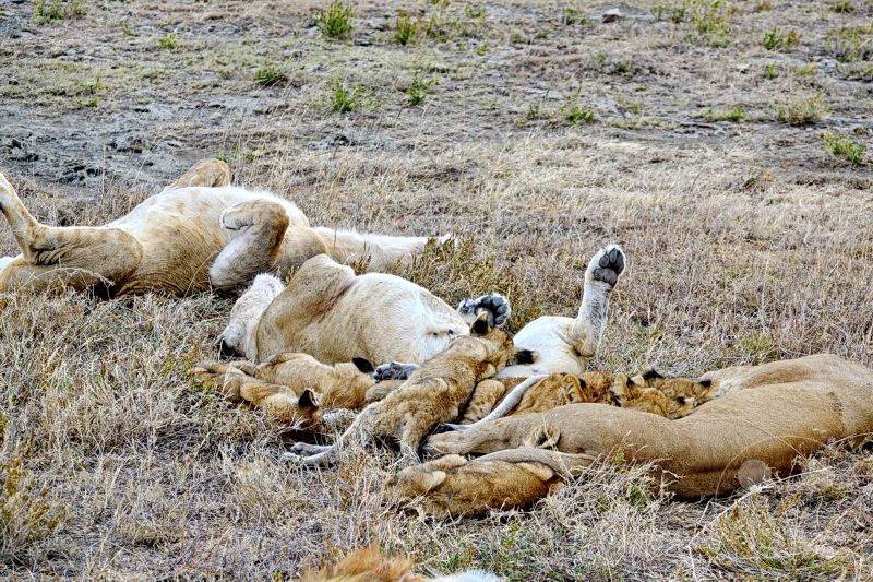Tansania - Serengeti