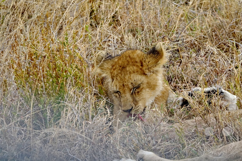 Tansania - Serengeti