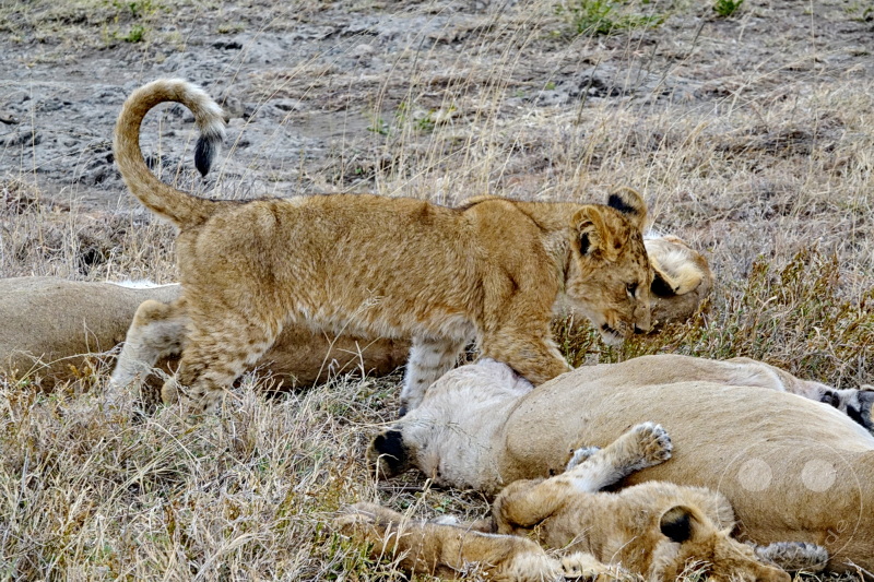 Tansania - Serengeti