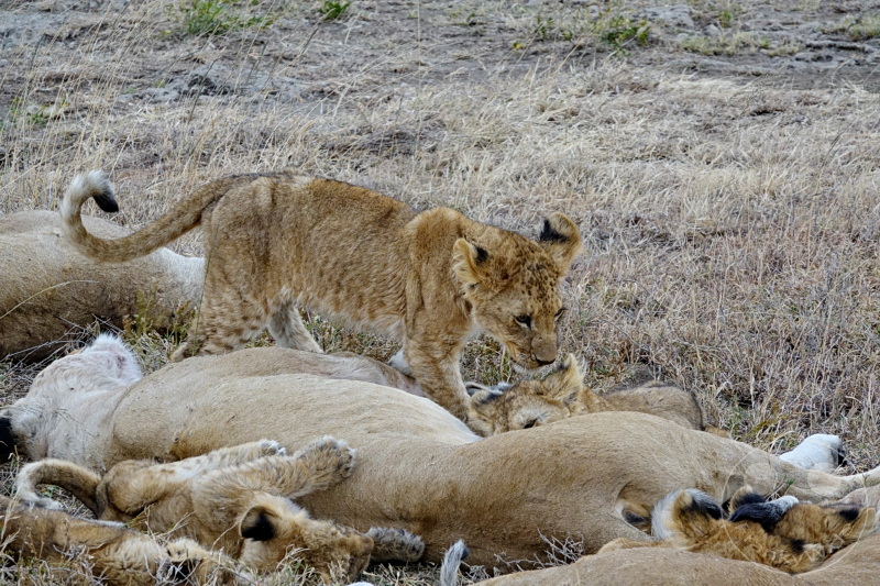 Tansania - Serengeti