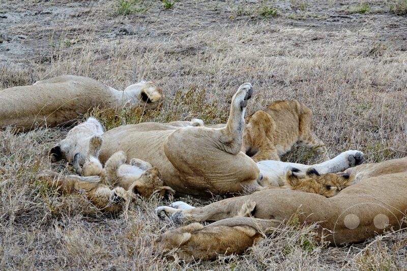 Tansania - Serengeti