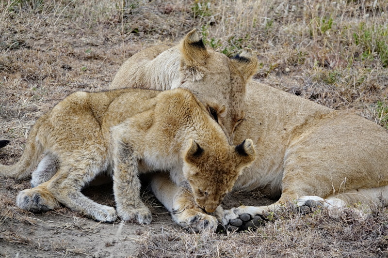 Tansania - Serengeti