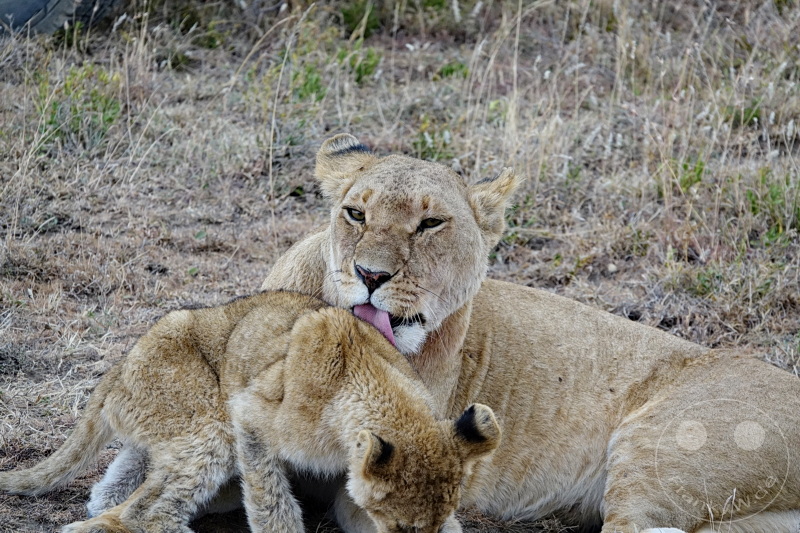 Tansania - Serengeti