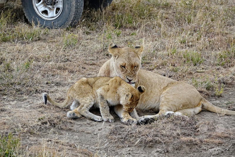 Tansania - Serengeti