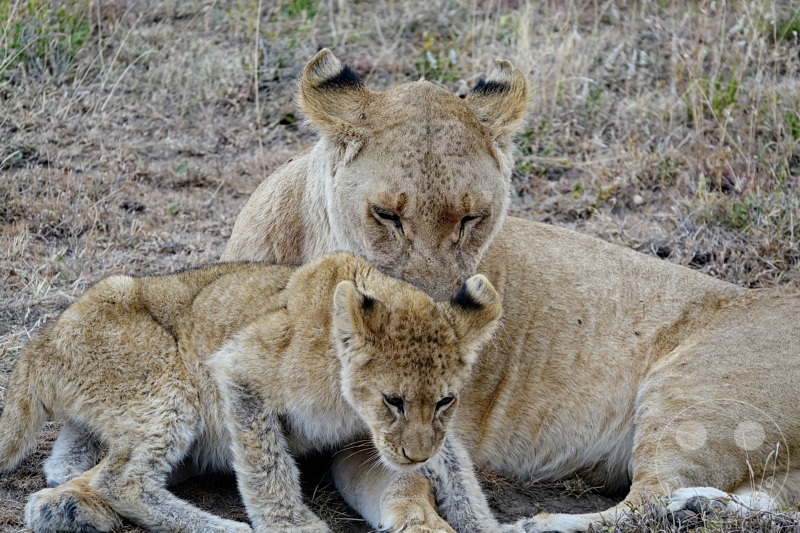 Tansania - Serengeti