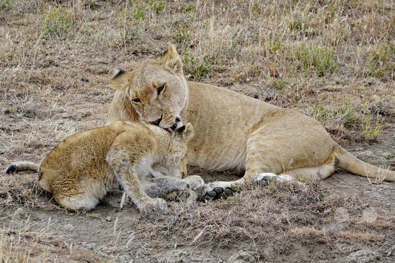 Tansania - Serengeti