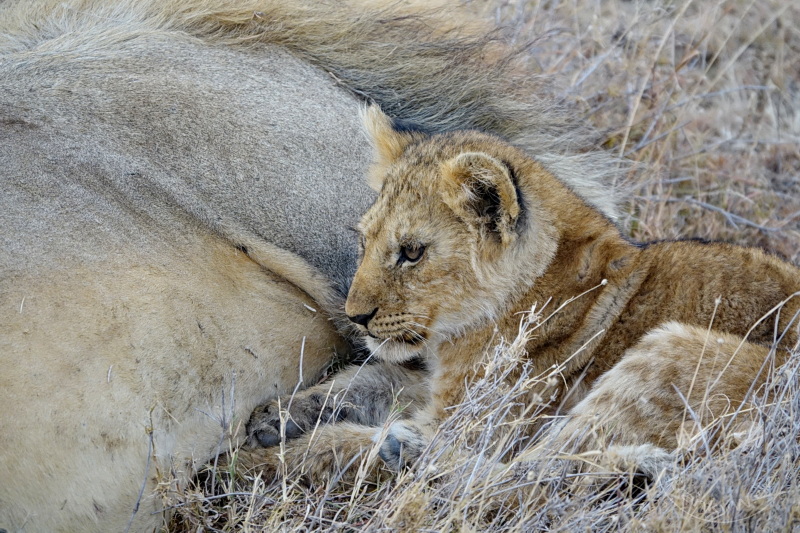 Tansania - Serengeti
