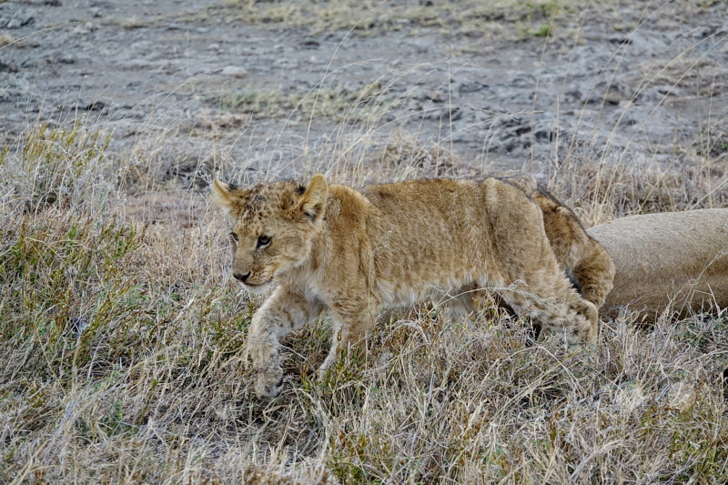 Tansania - Serengeti