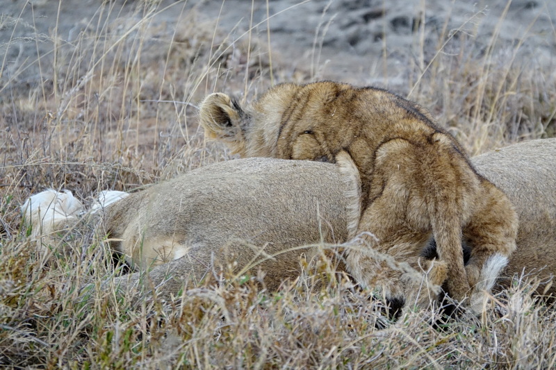 Tansania - Serengeti