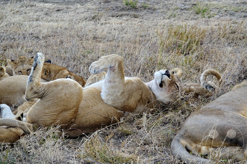 Tansania - Serengeti