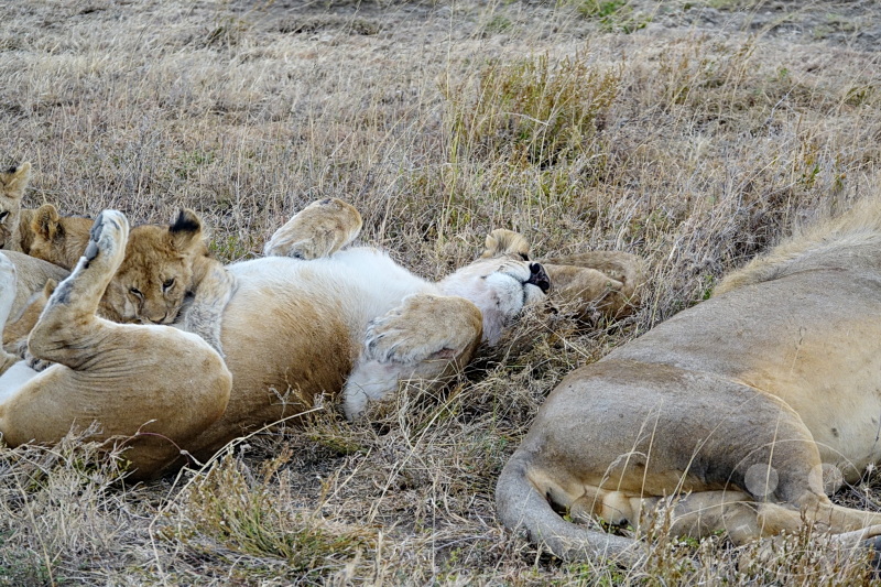 Tansania - Serengeti