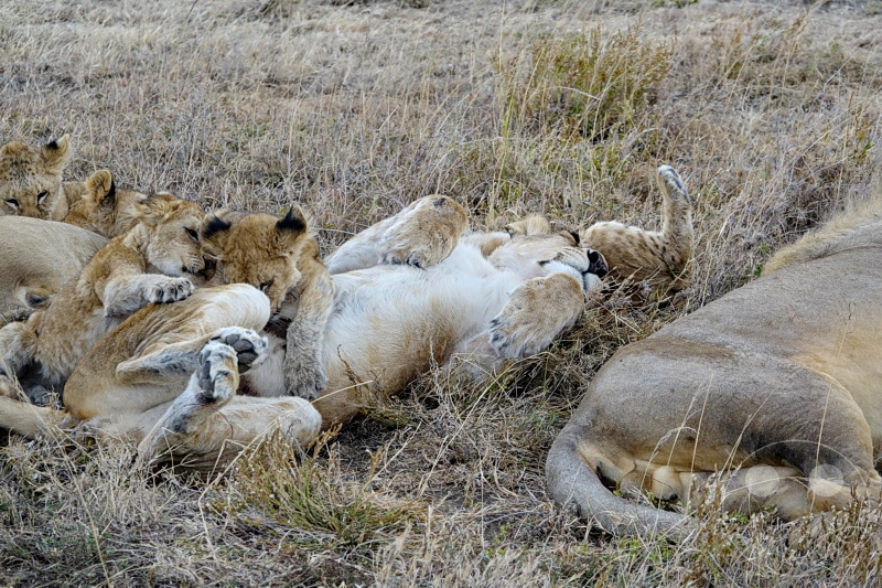 Tansania - Serengeti