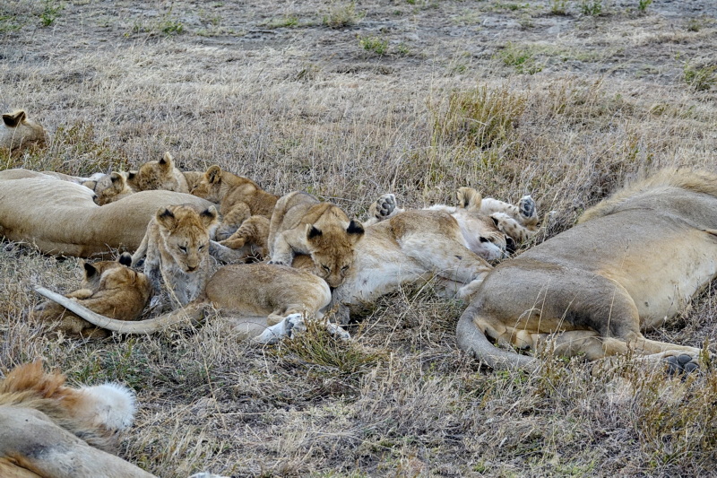 Tansania - Serengeti