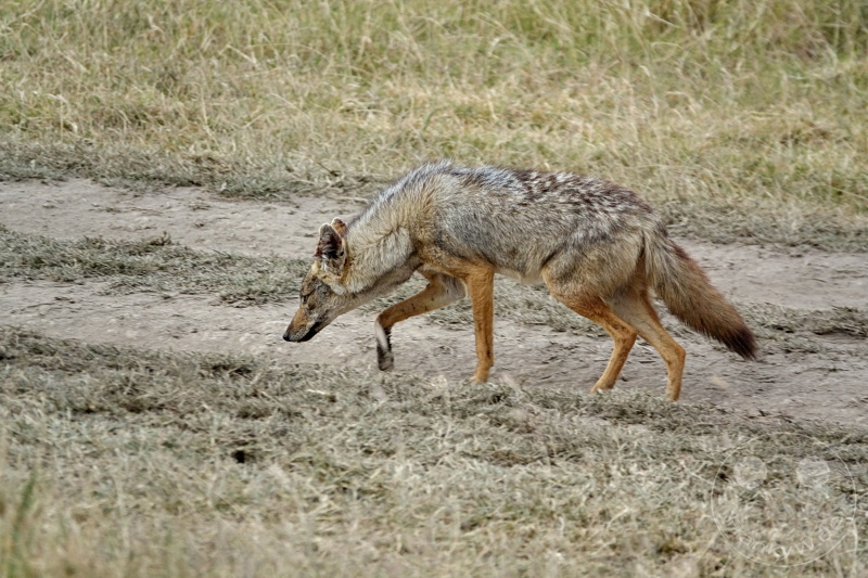 Tansania - Serengeti