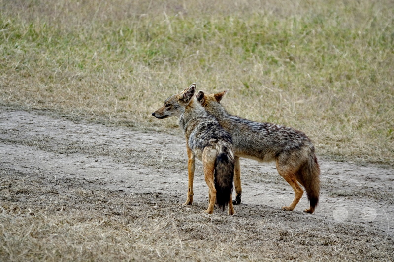 Tansania - Serengeti