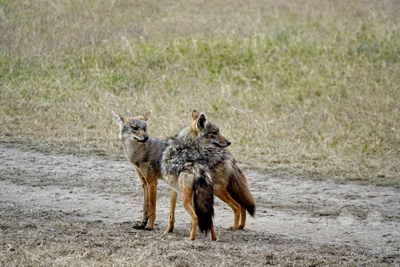 Tansania - Serengeti