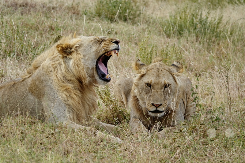 Tansania - Serengeti