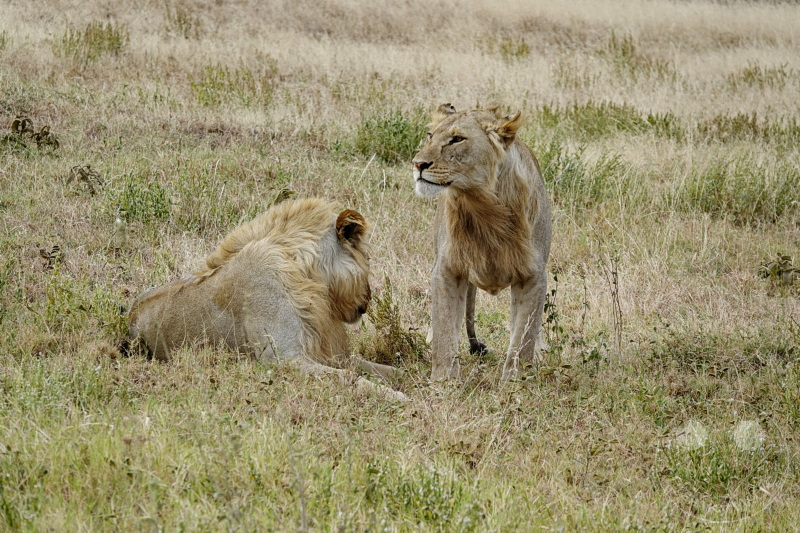 Tansania - Serengeti