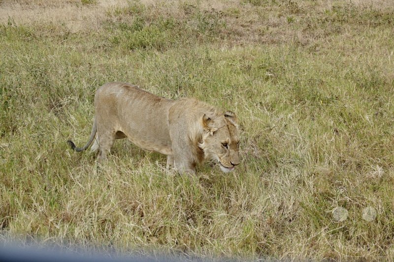 Tansania - Serengeti