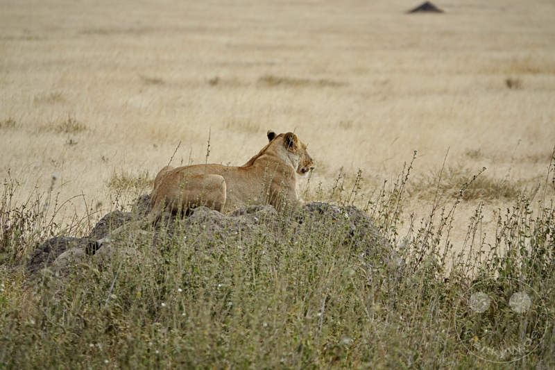 Tansania - Serengeti