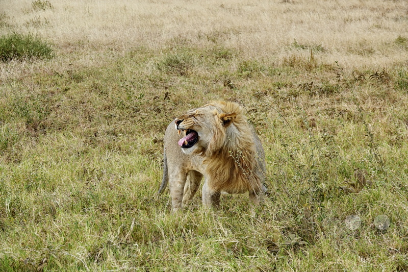 Tansania - Serengeti