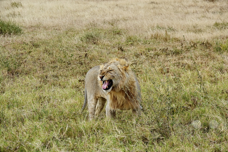 Tansania - Serengeti