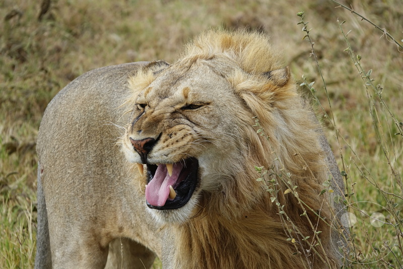 Tansania - Serengeti