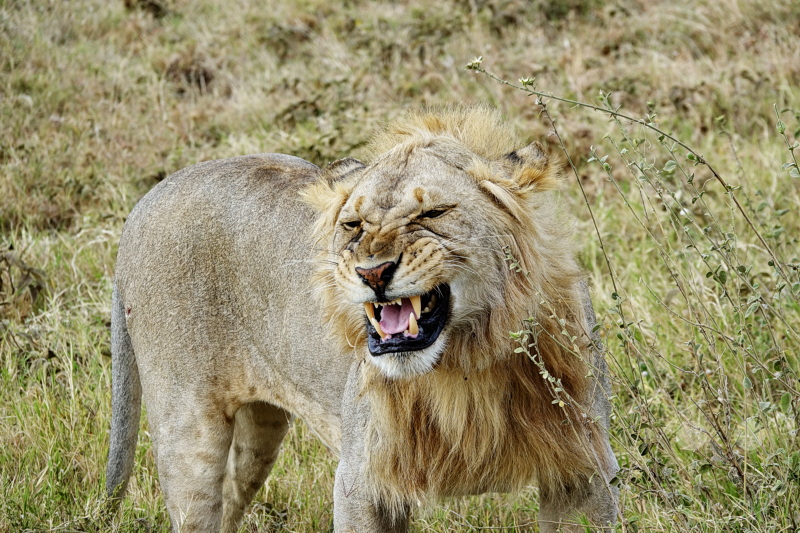 Tansania - Serengeti