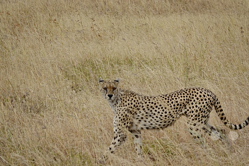 Tansania - Serengeti