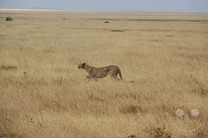 Tansania - Serengeti
