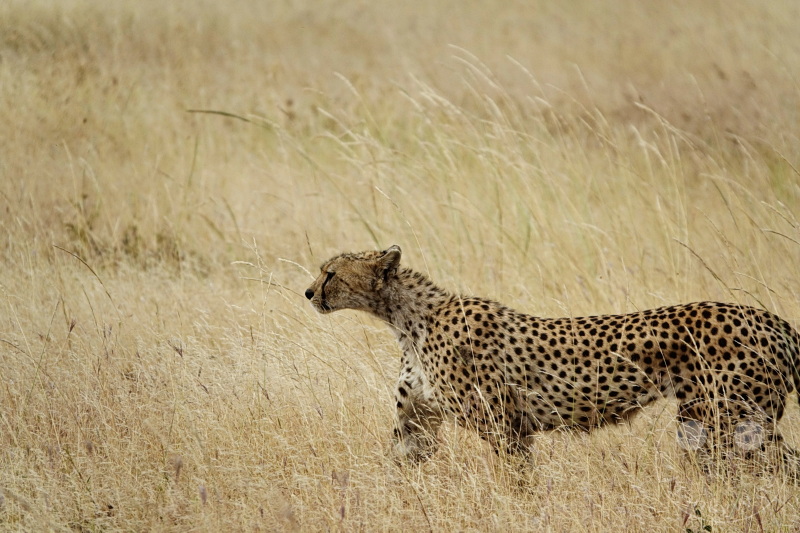 Tansania - Serengeti