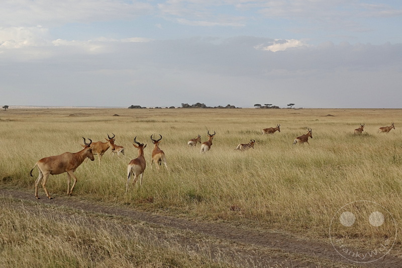 Tansania - Serengeti