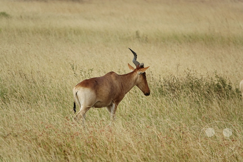 Tansania - Serengeti
