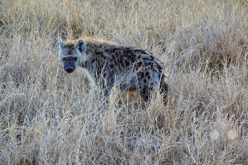 Tansania - Serengeti