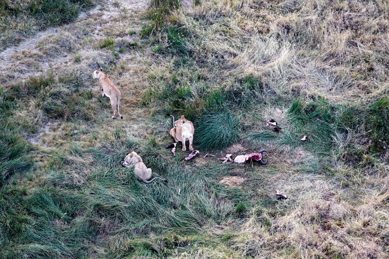 Tansania - Serengeti