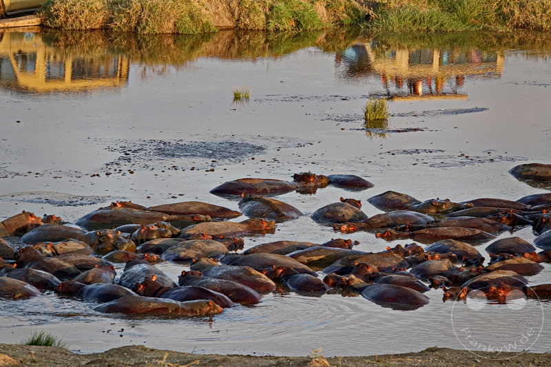 Tansania - Serengeti